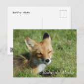 Red Fox Alaska Briefkaart (Voorkant / Achterkant)