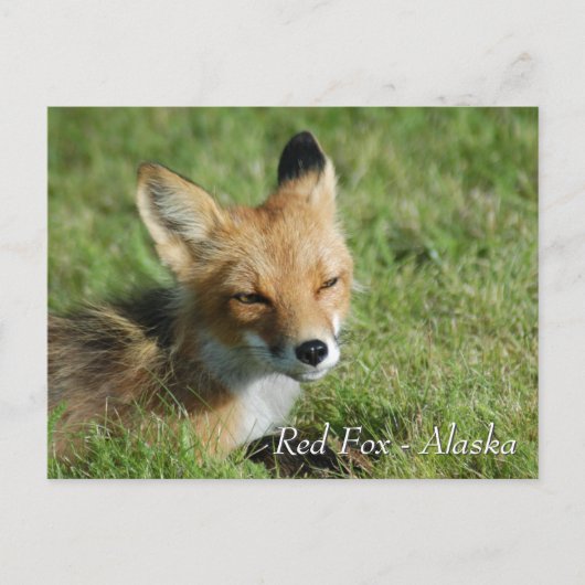 Red Fox Alaska Briefkaart (Voorkant)