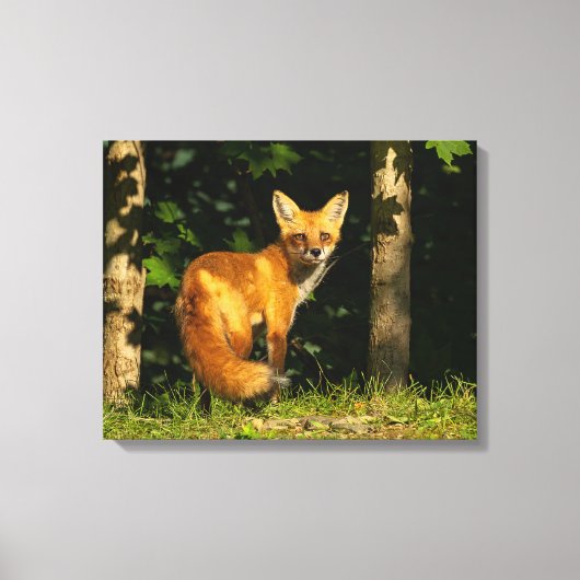 Red Fox Beauty Canvas Afdruk (Voorkant)