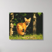 Red Fox Beauty Canvas Afdruk (Voorkant)