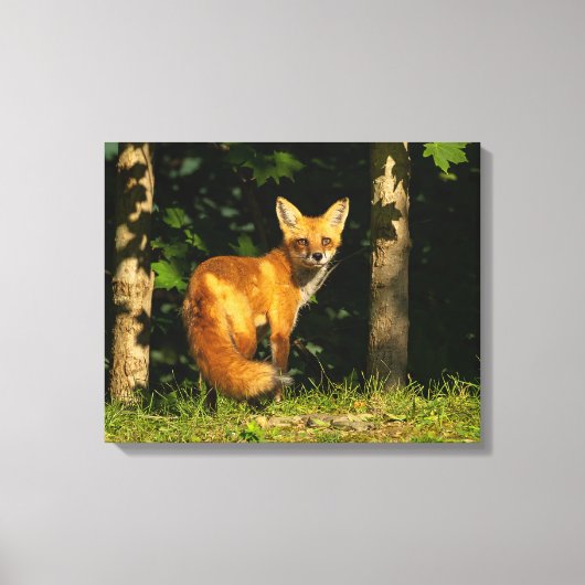 Red Fox Beauty Canvas Afdruk (Voorkant)