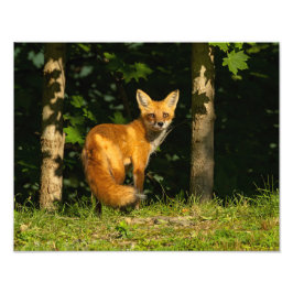 Red Fox Beauty Foto Afdruk