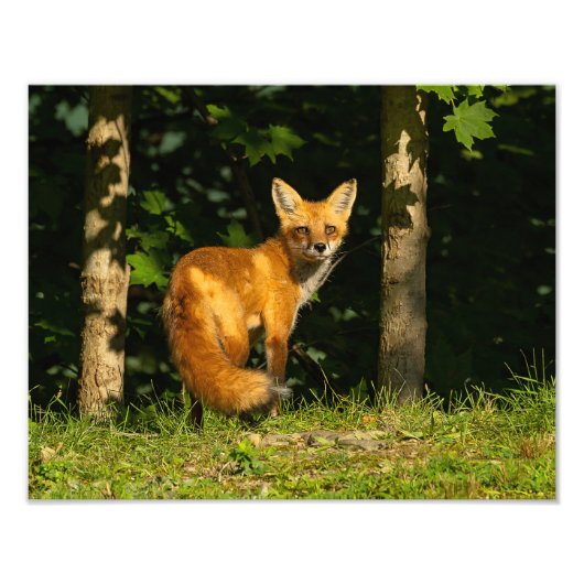 Red Fox Beauty Foto Afdruk (Voorkant)