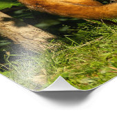 Red Fox Beauty Foto Afdruk (Hoek)