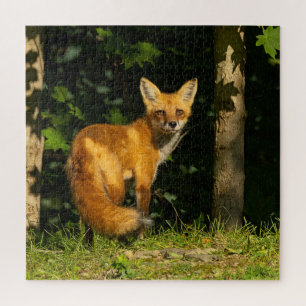 Red Fox Beauty Legpuzzel