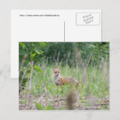 Red Fox Briefkaart (Voorkant / Achterkant)