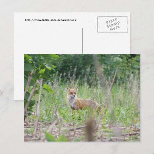 Red Fox Briefkaart (Voorkant / Achterkant)