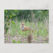 Red Fox Briefkaart (Voorkant)