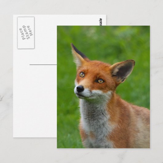 Red Fox Briefkaart (Voorkant / Achterkant)