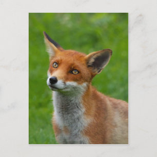 Red Fox Briefkaart