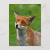 Red Fox Briefkaart (Voorkant)