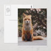 Red Fox Briefkaart (Voorkant / Achterkant)