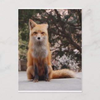 Red Fox Briefkaart