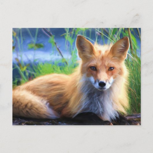 Red Fox Briefkaart (Voorkant)