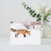 Red Fox Briefkaart (Staand voorkant)