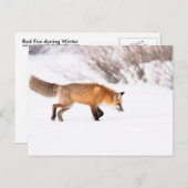 Red Fox Briefkaart (Voorkant / Achterkant)