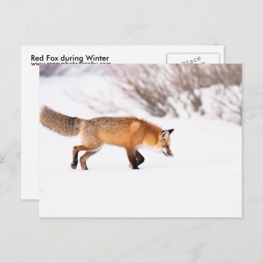 Red Fox Briefkaart (Voorkant / Achterkant)