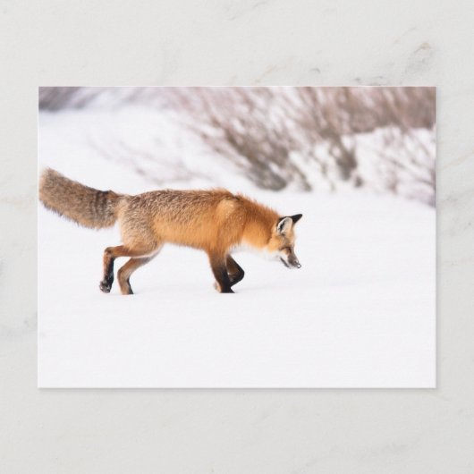 Red Fox Briefkaart (Voorkant)