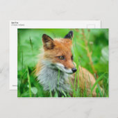 Red Fox Briefkaart (Voorkant / Achterkant)