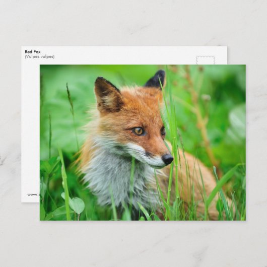 Red Fox Briefkaart (Voorkant / Achterkant)