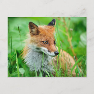 Red Fox Briefkaart