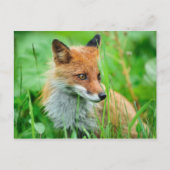 Red Fox Briefkaart (Voorkant)