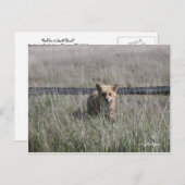 Red Fox Briefkaart (Voorkant / Achterkant)