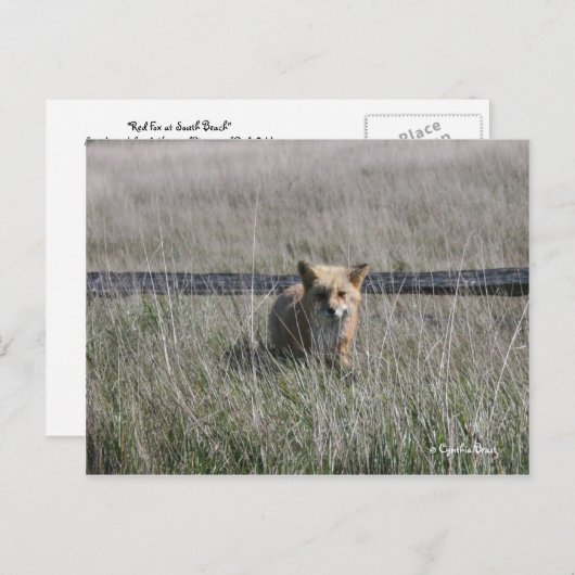 Red Fox Briefkaart (Voorkant / Achterkant)