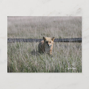Red Fox Briefkaart