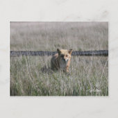 Red Fox Briefkaart (Voorkant)
