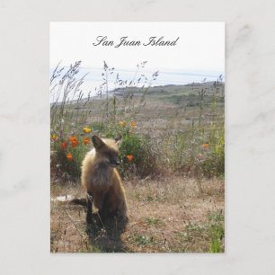 Red Fox Briefkaart