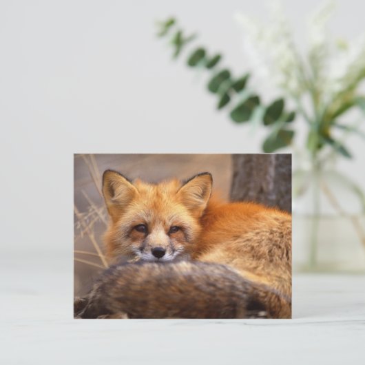Red Fox Briefkaart (Staand voorkant)