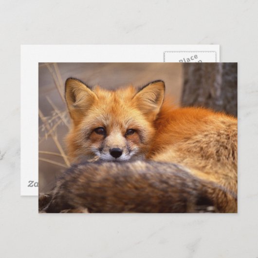 Red Fox Briefkaart (Voorkant / Achterkant)