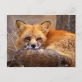 Red Fox Briefkaart (Voorkant)
