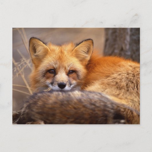Red Fox Briefkaart (Voorkant)