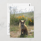 Red Fox Briefkaart (Voorkant / Achterkant)