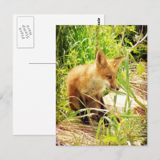 Red Fox Briefkaart (Voorkant / Achterkant)