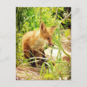 Red Fox Briefkaart (Voorkant)