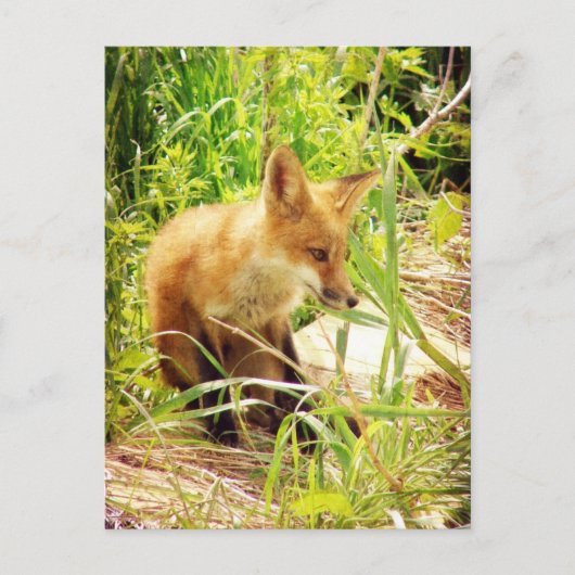 Red Fox Briefkaart (Voorkant)