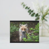 Red Fox Briefkaart (Staand voorkant)