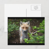 Red Fox Briefkaart (Voorkant / Achterkant)