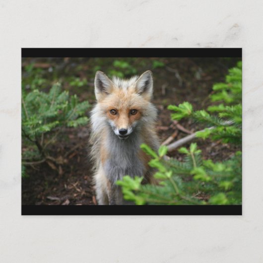 Red Fox Briefkaart (Voorkant)