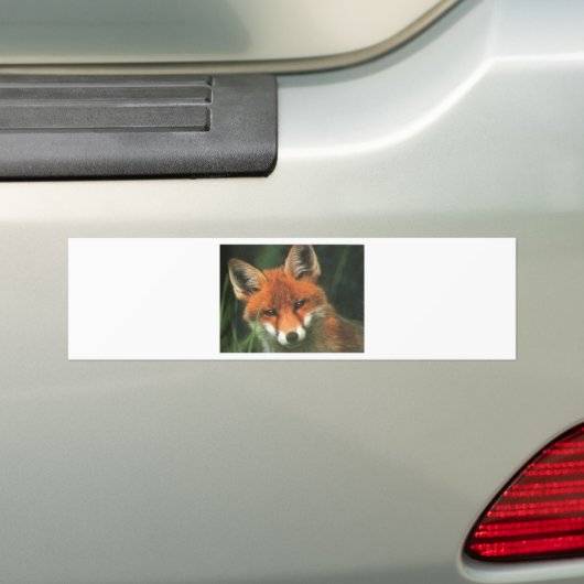 Red Fox Bumpersticker (Op auto)
