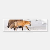Red Fox Bumpersticker (Voorkant)