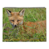 Red Fox Calendar door Angel Cher Kalender (Hoes)