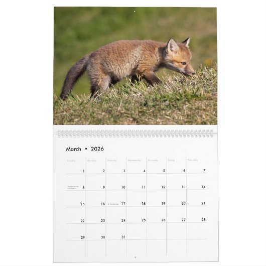 Red Fox Calendar Kalender (Mar 2026)