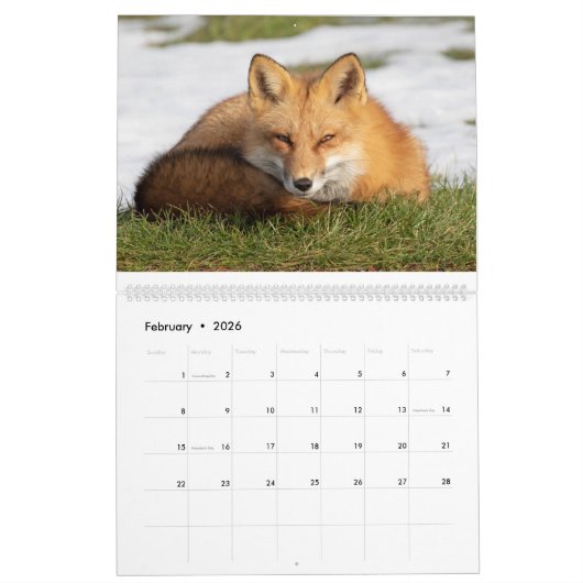 Red Fox Calendar Kalender (Feb 2026)