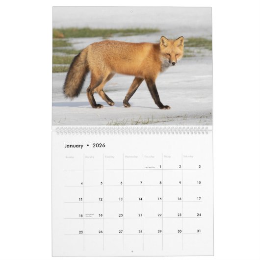 Red Fox Calendar Kalender (Jan 2026)
