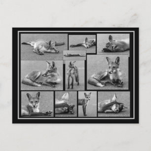 Red Fox Collage zwart en wit Briefkaart