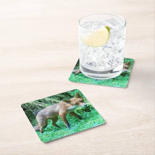 Red Fox Cub Onderzetter (Insitu)